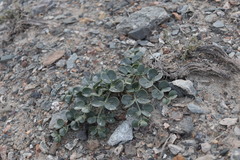 Zygophyllum