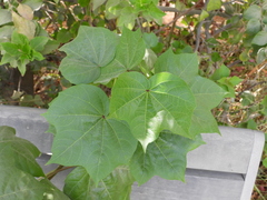 Gossypium