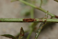 Uromyces euphorbiae-corniculati