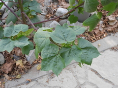 Gossypium