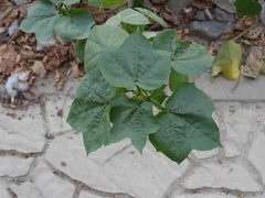 Gossypium