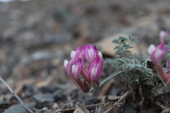 Astragalus infractus