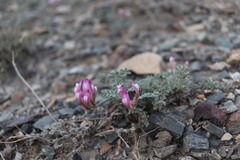 Astragalus infractus