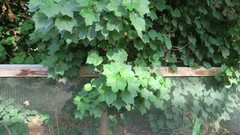 Gossypium herbaceum