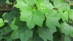 Gossypium herbaceum