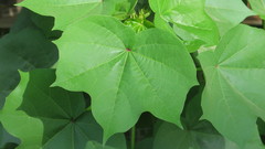 Gossypium herbaceum