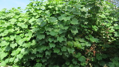 Gossypium herbaceum