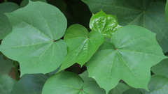 Gossypium herbaceum