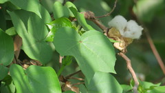 Gossypium herbaceum