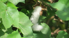 Gossypium herbaceum