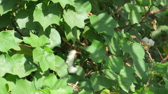 Gossypium herbaceum