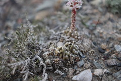 Orostachys thyrsiflora