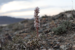 Orostachys thyrsiflora
