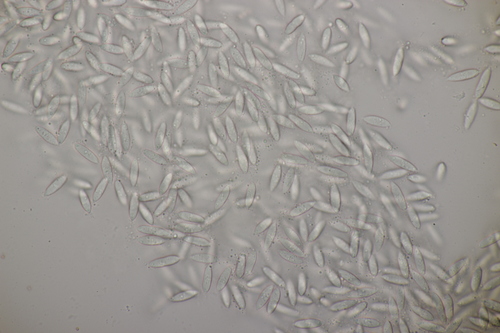 Sphaerellopsis filum observed 2020-09-27