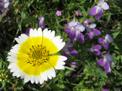 Layia chrysanthemoides