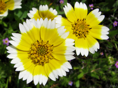 Layia chrysanthemoides