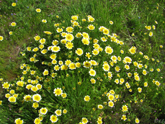 Layia chrysanthemoides