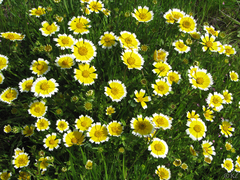 Layia chrysanthemoides