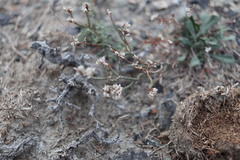 Limonium michelsonii