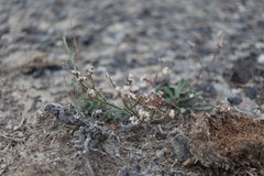 Limonium michelsonii
