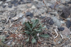 Limonium michelsonii