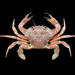 Liocarcinus - Photo (c) Ondřej Radosta, some rights reserved (CC BY-NC), uploaded by Ondřej Radosta