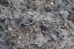 Orostachys thyrsiflora