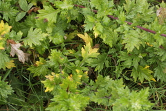 Golovinomyces artemisiae