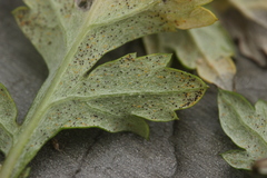 Golovinomyces artemisiae