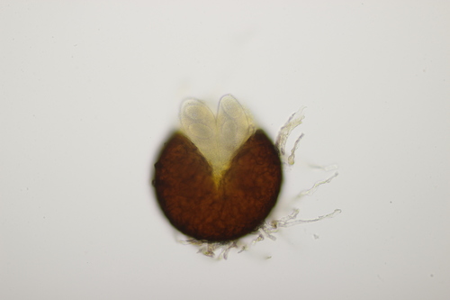Golovinomyces artemisiae