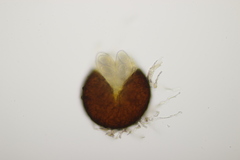 Golovinomyces artemisiae