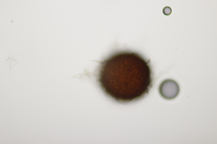 Golovinomyces artemisiae