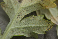 Golovinomyces artemisiae