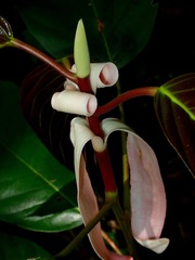 Dipterocarpus grandiflorus