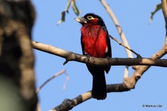 Lybius bidentatus