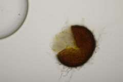 Golovinomyces artemisiae