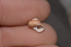 Notogibbula bicarinata