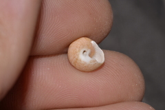 Notogibbula bicarinata