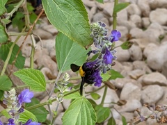 Xylocopa pubescens