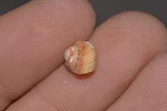 Notogibbula bicarinata