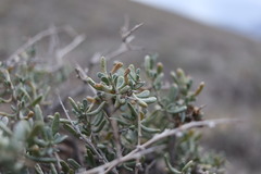 Salsola arbusculiformis