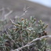 Salsola arbusculiformis - Photo (c) ruslan, algunos derechos reservados (CC BY-NC), subido por ruslan