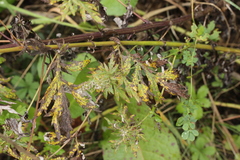Puccinia tanaceti