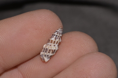 Maculotriton serriale