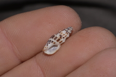 Maculotriton serriale