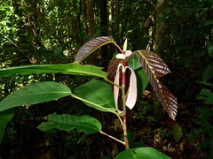 Dipterocarpus grandiflorus