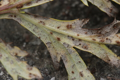 Puccinia tanaceti