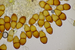 Puccinia tanaceti