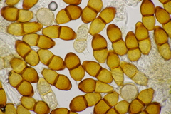 Puccinia tanaceti