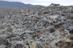 Limonium michelsonii